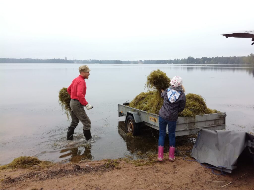 Kaksi ihmistä keräämässä rannalta vesiruttoa.