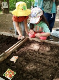 Päiväkodin lapset istuttavat siemeniä istutuslaatikkoon