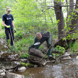 Kaksi lukiolaista työn touhussa virtavesikunnostuksissa vierittämässä isoa kiveä puroon.