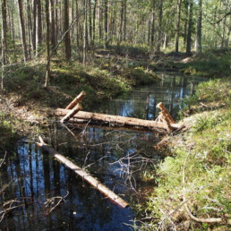 Aurinkoinen näkymä metsäisestä purosta, jonka poikki on rakennettu puinen pato.
