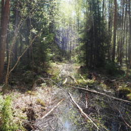 Puiden oksilla ja rungoilla peitetty puro aurinkoisessa metsässä.