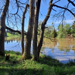 Kirkas aurinkoinen päivä, Paimionjokivarressa puunrunkoja ja taustalla vettä, josta heijastuu vastarannan puustoa.
