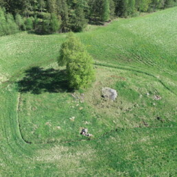 Peltomainen maisema, keskellä kumpumainen alue jossa lehmus ja hieman kivikkoa.