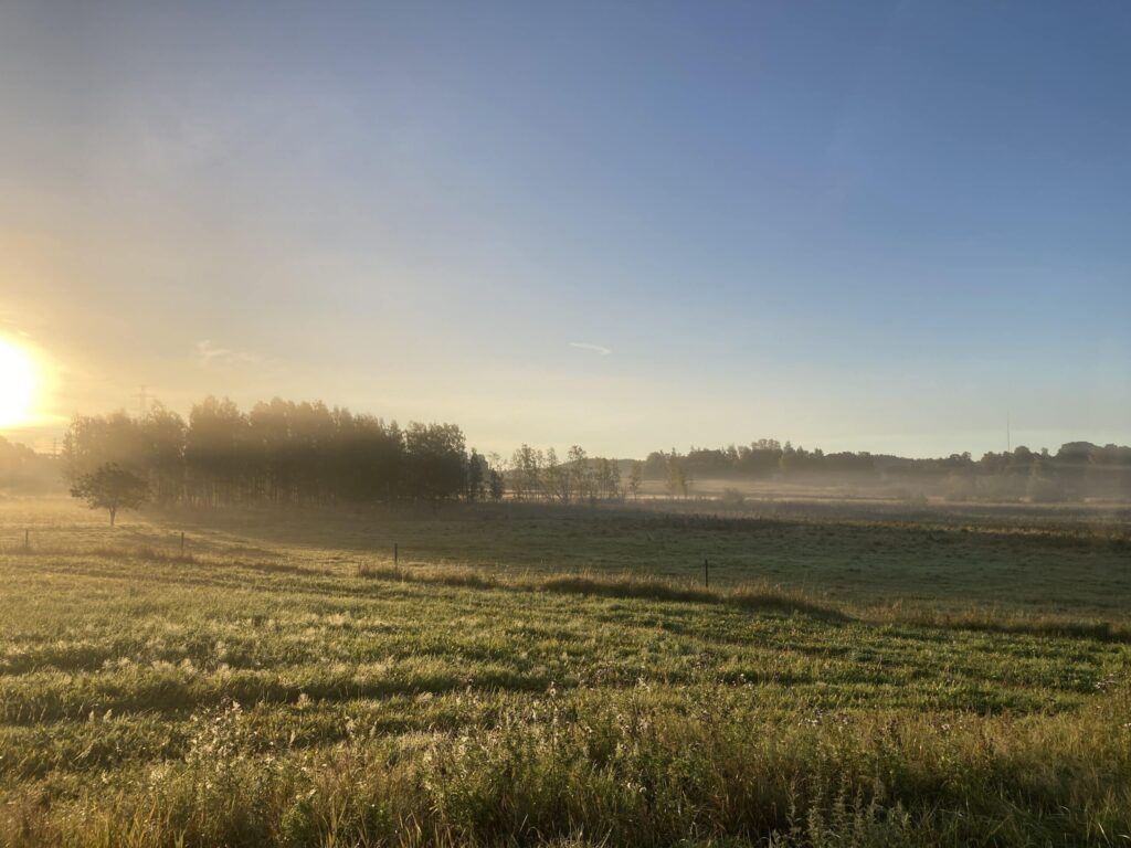 Nurminiitty, auringonnousu, usva