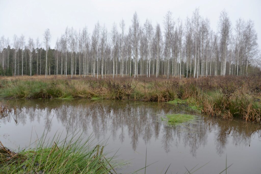 valokuva, kosteikko, syksy