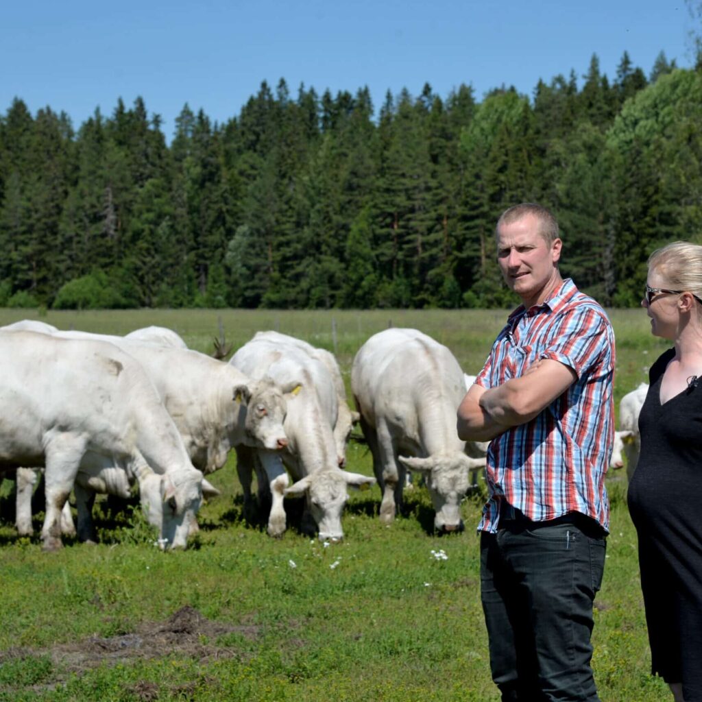 Mies ja nainen etualalla, taustalla lehmiä