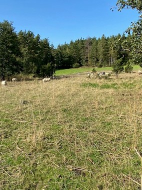 Lampaita kaukana niittymaisemassa