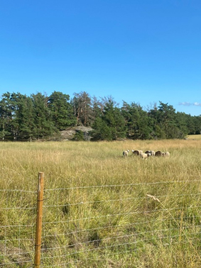 Lampaita kaukana niittymaisemassa, aitaus etualalla