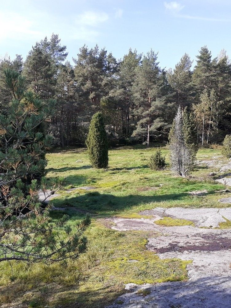 niitetty metsäketo, kalliota