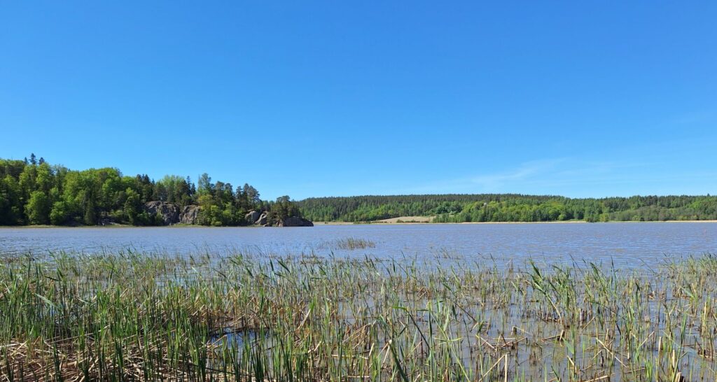 Halikonlahden rantaheinikkoa.