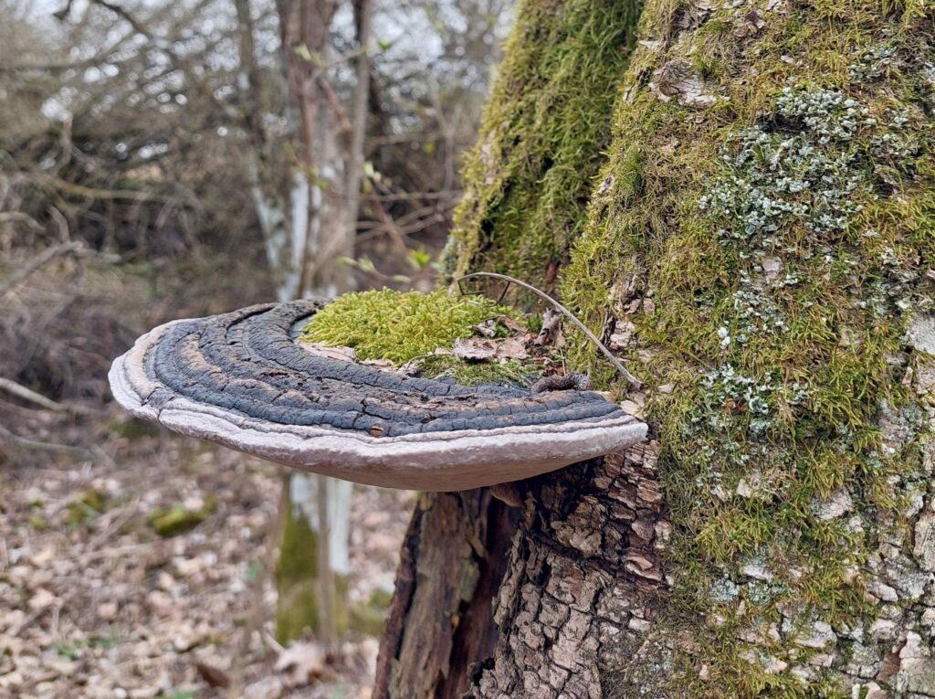 kääpä ja koivun runko