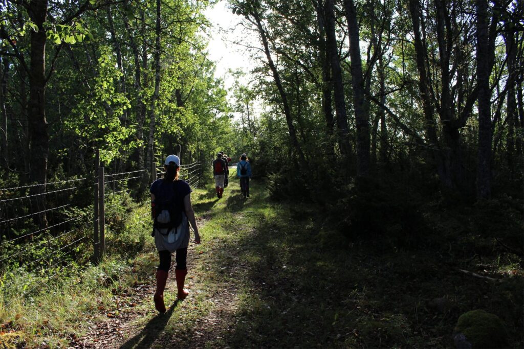 varjoisa metsä, ihmisiä kävelee