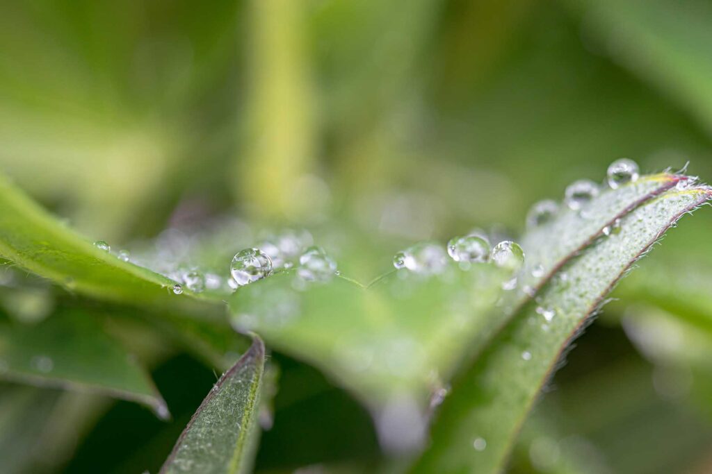 vesipisaroita kasvin lehdellä