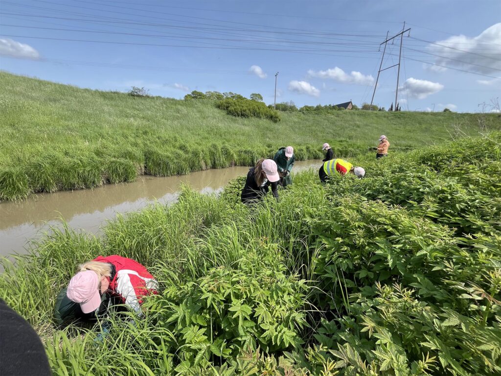 Ihmisiä jokirannassa heinikossa kitkemässä kasveja