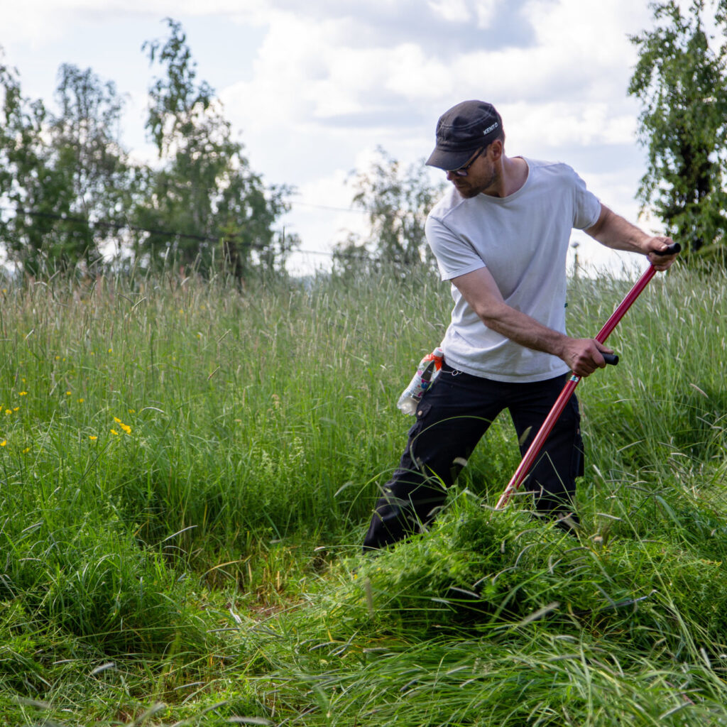 mies niittää heinikkoa