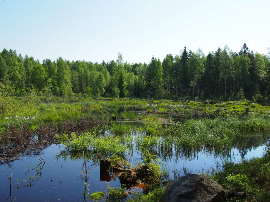 Kuva Järven kosteikosta Salossa