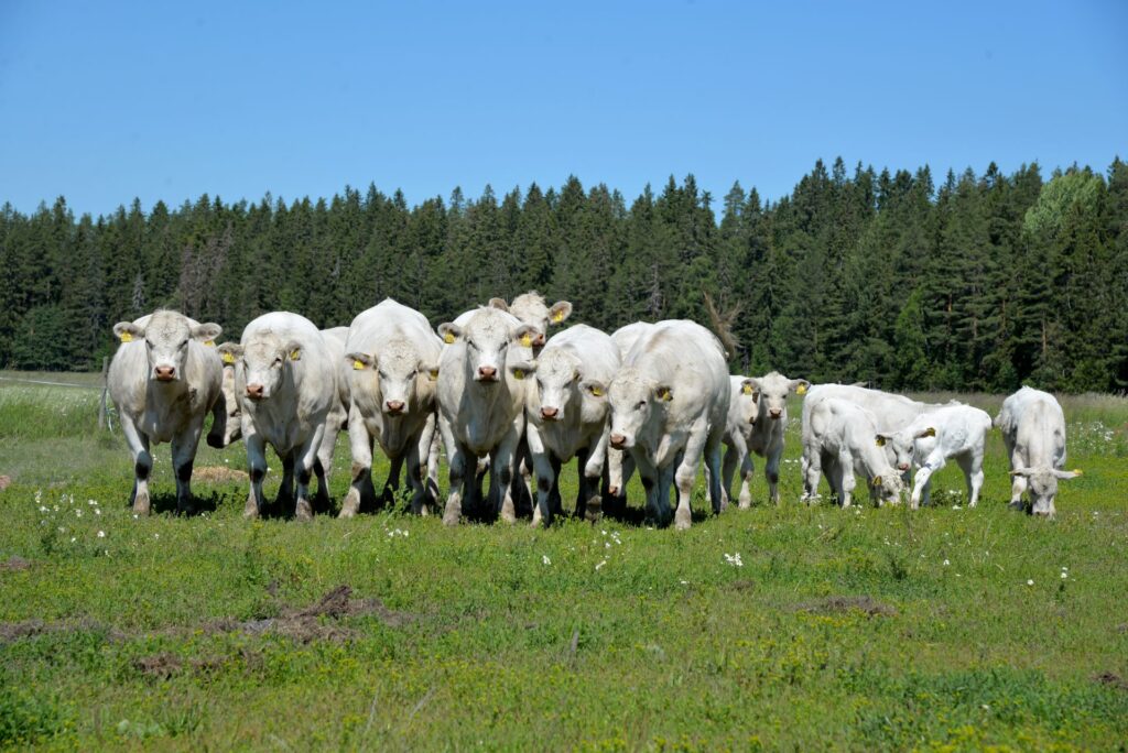 valkeita lehmiä rivissä