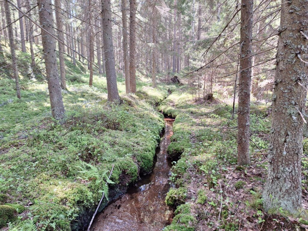Puro kuusimetsässä.
