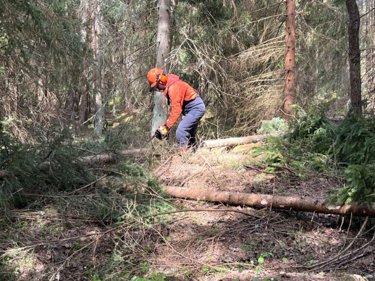 Ammattiopisto Livian ympäristönhoidon opiskelija Turo Tuomikoski kaatoi muutamia puita lisätäkseen alueen monimuotoisuutta ja valoisuutta sekä hankkiakseen puuainesta patojen rakentamiseen. Kuva: Anni Himberg