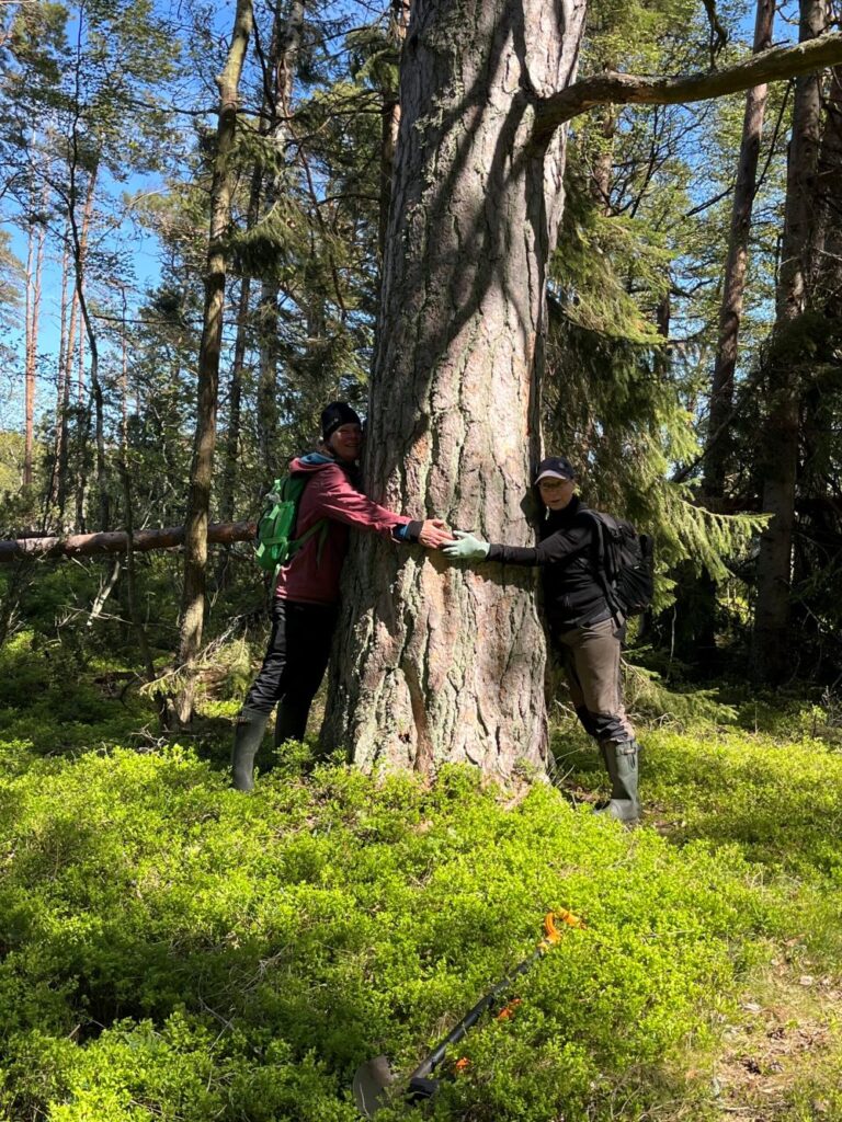 Kilpikaarnainen mänty oli noin 330 senttiä ympärysmitaltaan. Honkaa mittailemassa Liviasta Charlotta Hagman ja Hannamari Kärki. Kuva Anni Himberg.