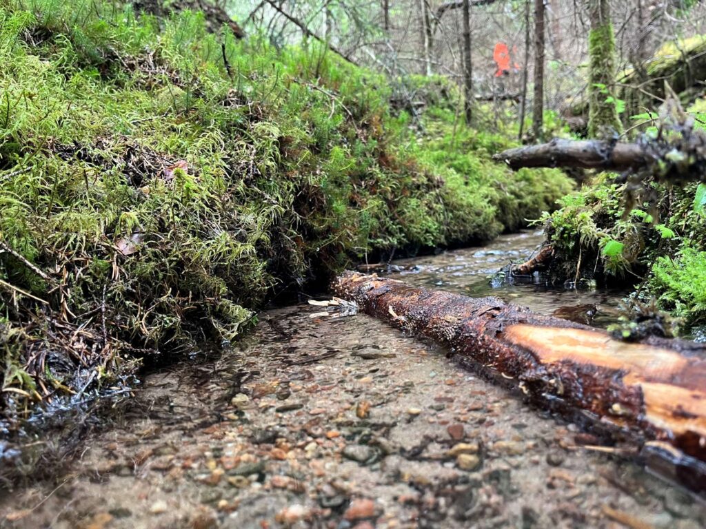 Puron pohjalla puusuisteita. Sammalia runsaasti reunoilla.