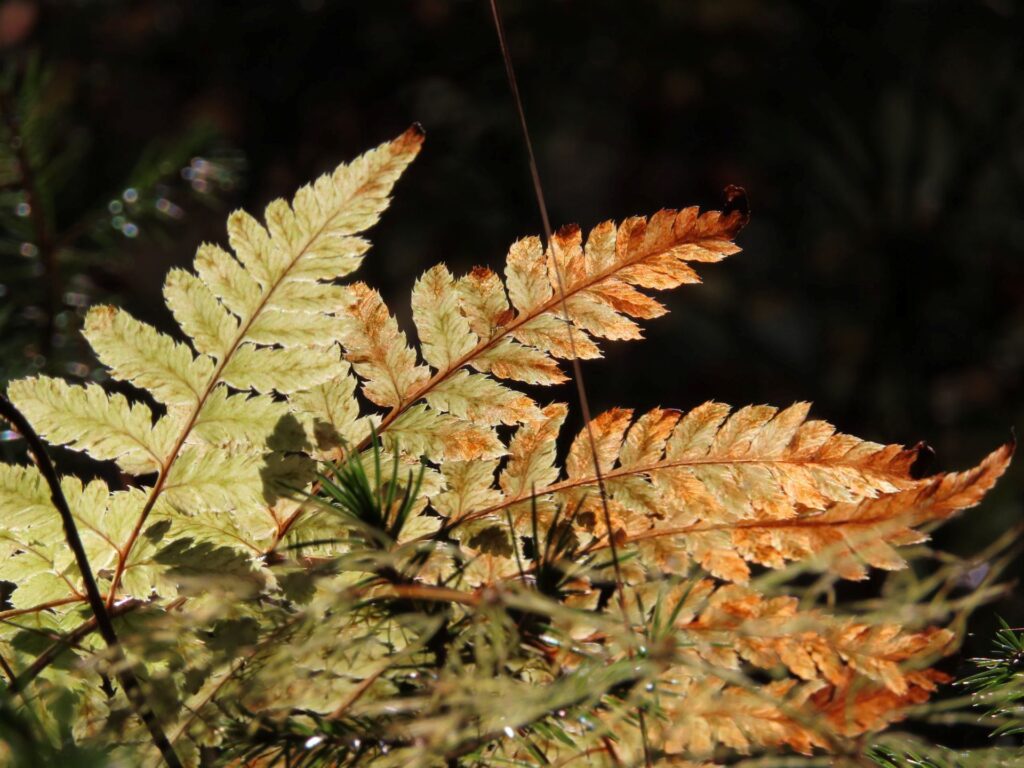 punertavia saniaisia