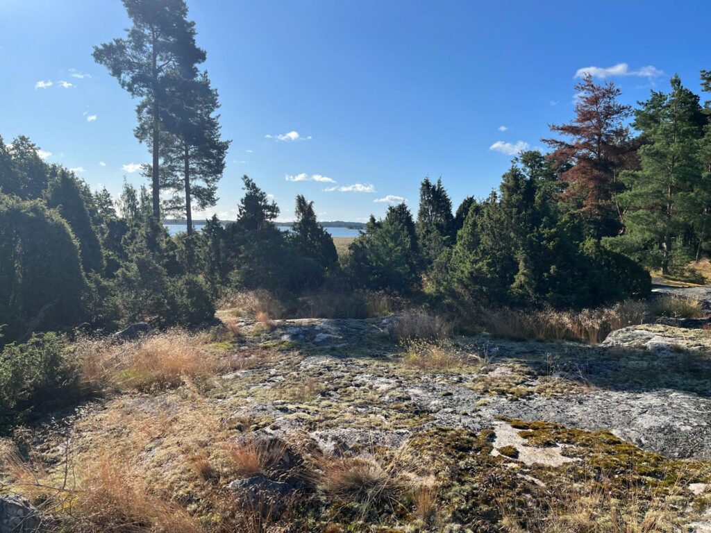 Etualalla kalliota, taustalla katajia ja meri.