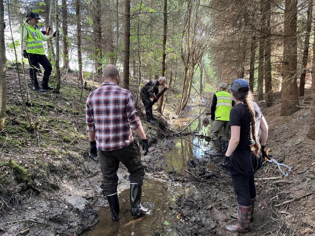 Ihmisiä ojan pohjalla, taustalla ja reunoilla kuusikkoa.