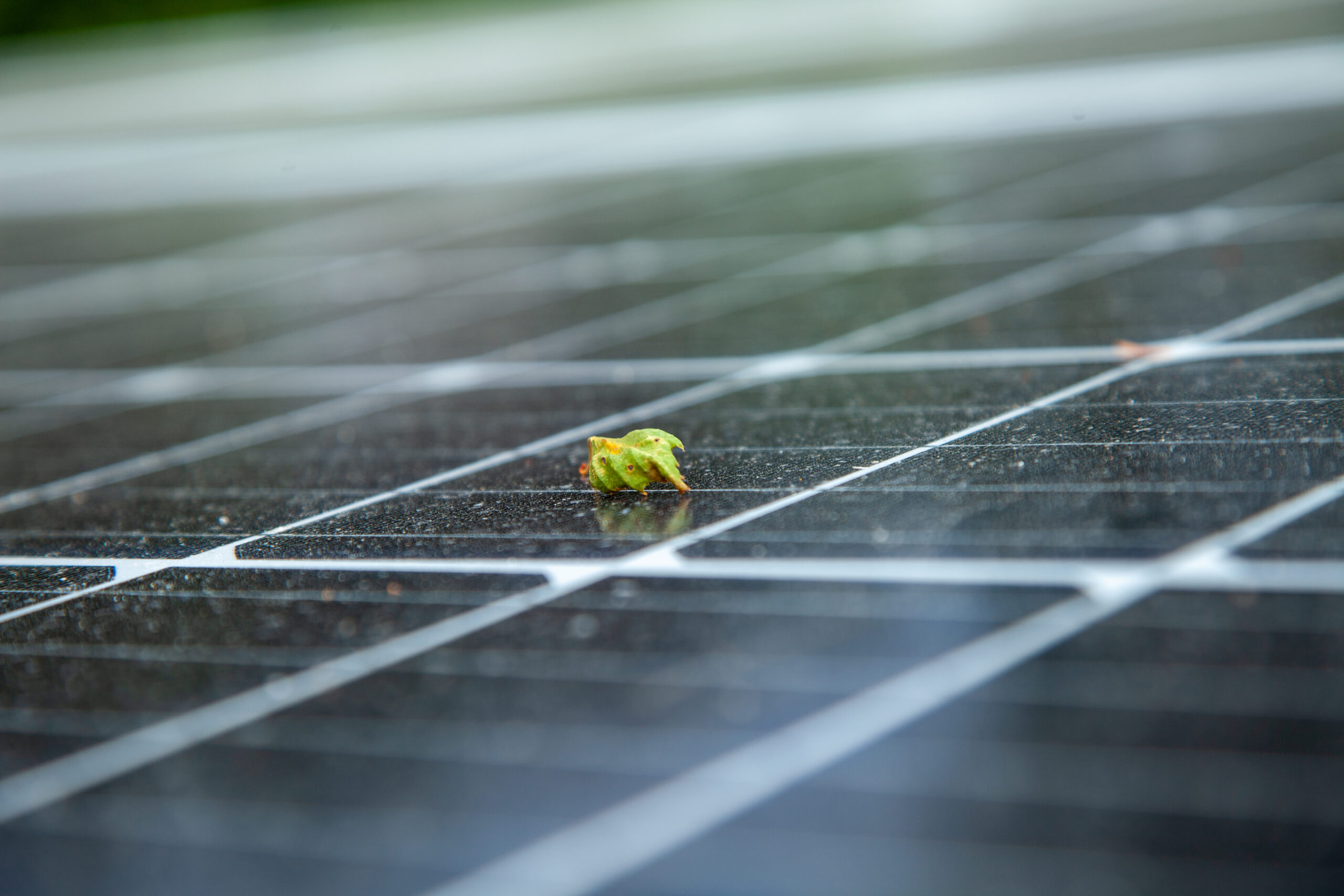 Lähikuva lehdestä katon päällä.