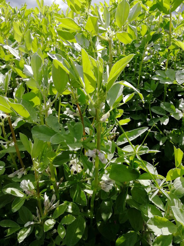 Lähikuva härkäpavusta