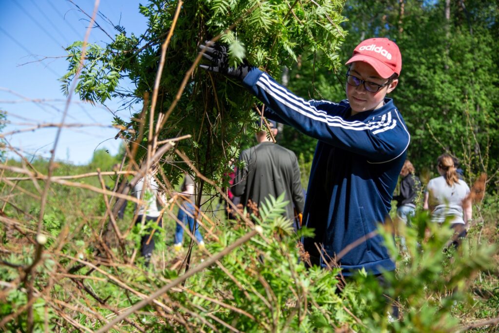 ihminen lippis päässä luonnonhoitotöissä, viitapihlaja-angervoa käsissä heinikossa, taustalla muita