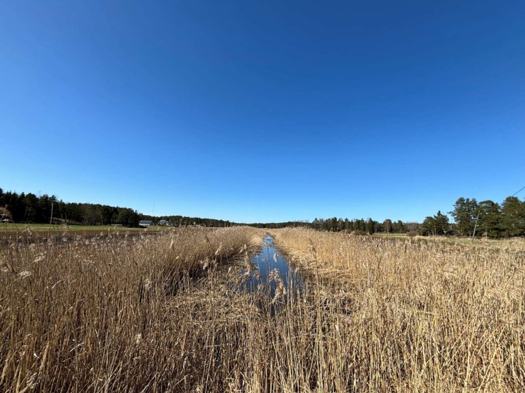 Ruovikoitunut vesialue.