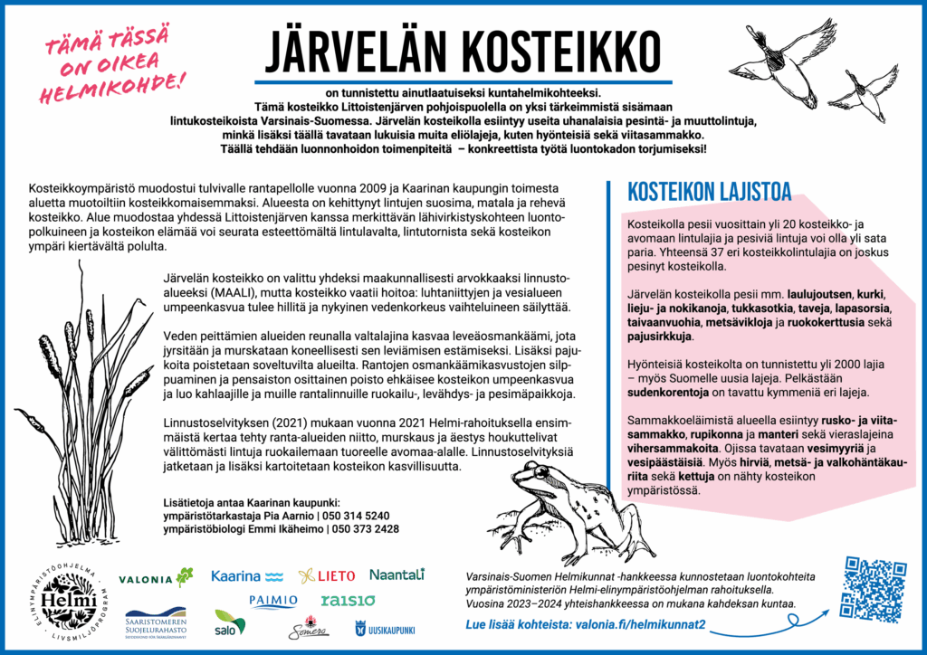 Infokyltti, jossa piirroskuvat sammakosta, sorsista ja osmankäämistä sekä logot: Valonia, Saaristomeren suojelurahasto, Kaarina, Salo, Lieto, Paimio, Naantali, Raisio, Somero ja Uusikaupunki. Tekstissä esitellään Järvelän kosteikko Littoistenjärven pohjoispuolella, tärkeä sisämaan lintukosteikko Varsinais-Suomessa, jossa esiintyy uhanalaisia lintuja, viitasammakoita ja muita eliölajeja. Kosteikko on arvokas linnustoalue (MAALI), joka vaatii hoitotoimenpiteitä umpeenkasvun estämiseksi. Osmankäämien ja pajukoiden poisto auttaa ylläpitämään kosteikon monimuotoisuutta ja tarjoaa elinpaikkoja kahlaajille ja muille linnuille. Lisäksi kerrotaan kosteikon monipuolisesta lajistosta, kuten linnuista, hyönteisistä ja sammakkoeläimistä.