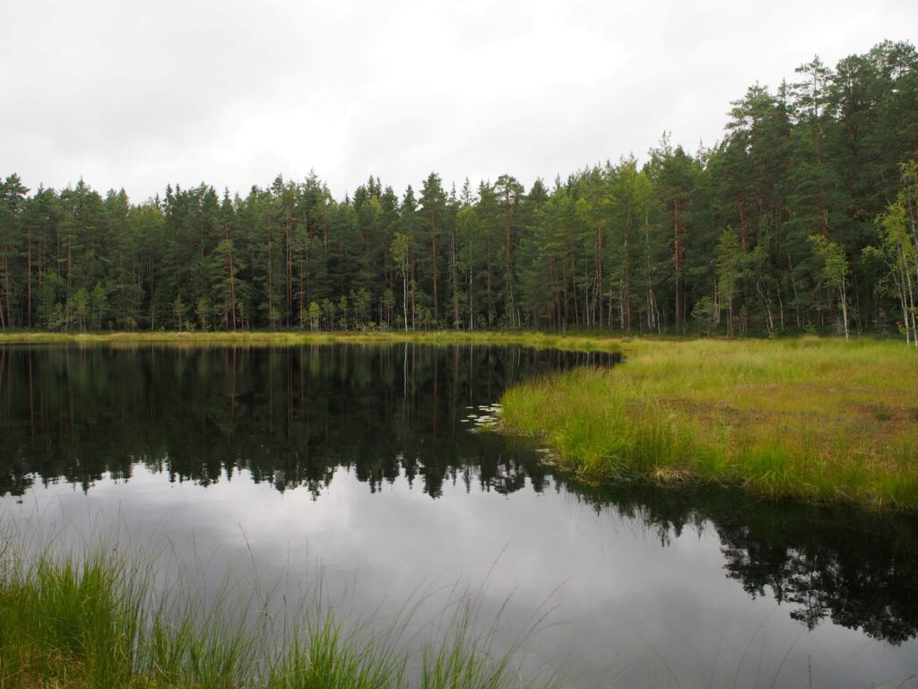 Metsäinen lampimaisema
