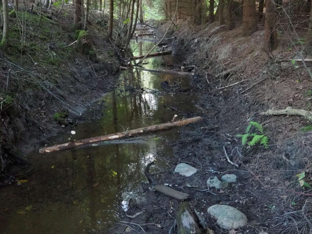 Keskellä puron uomaa ja puusuisteita vinottain. Kuvan reunoissa ja taustalla tiheää kuusikkoa.