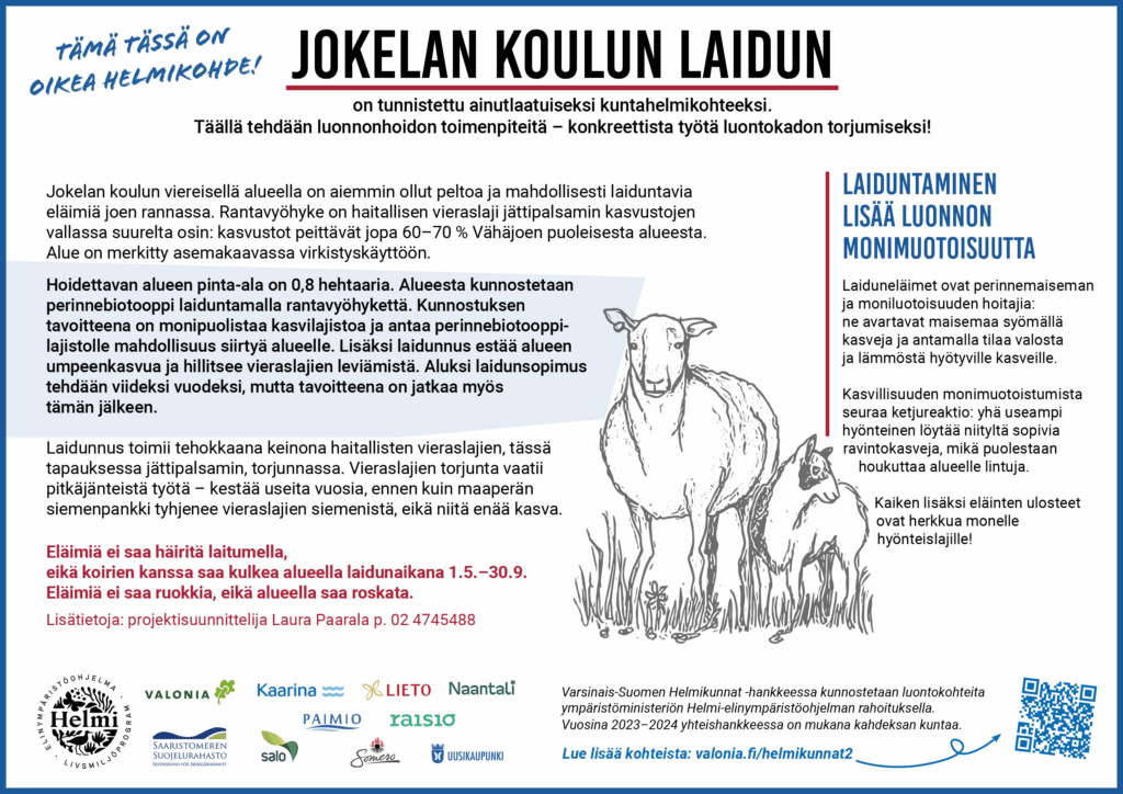 Infokyltti, jossa on piirroskuva kahdesta lampasta ja logot: Valonia, Saaristomeren suojelurahasto, Kaarina, Salo, Lieto, Paimio, Naantali, Raisio, Somero ja Uusikaupunki. Tekstissä kerrotaan Jokelan koulun laitumesta, joka sijaitsee koulun viereisellä alueella ja on aiemmin ollut peltoa. Laidunalueen rantavyöhyke on osittain haitallisten vieraslajien, kuten jättipalsamin, vallassa. Hoidettavan alueen pinta-ala on 1,2 hehtaaria, ja tavoitteena on monipuolistaa kasvilajistoa laiduntamalla rantavyöhykettä. Kunnostuksen avulla pyritään estämään alueen umpeenkasvua ja hillitsemään vieraslajien leviämistä. Laidunnus toimii tehokkaana keinona haitallisten vieraslajien torjunnassa, mutta se vaatii pitkäjänteistä työtä. Eläimiä ei saa häiritä laidunaikana, ja alueella on rajoituksia koirien ja muiden häiriötekijöiden osalta. Teksti korostaa laiduneläinten roolia perinnemaiseman ja luonnon monimuotoisuuden hoitajina.