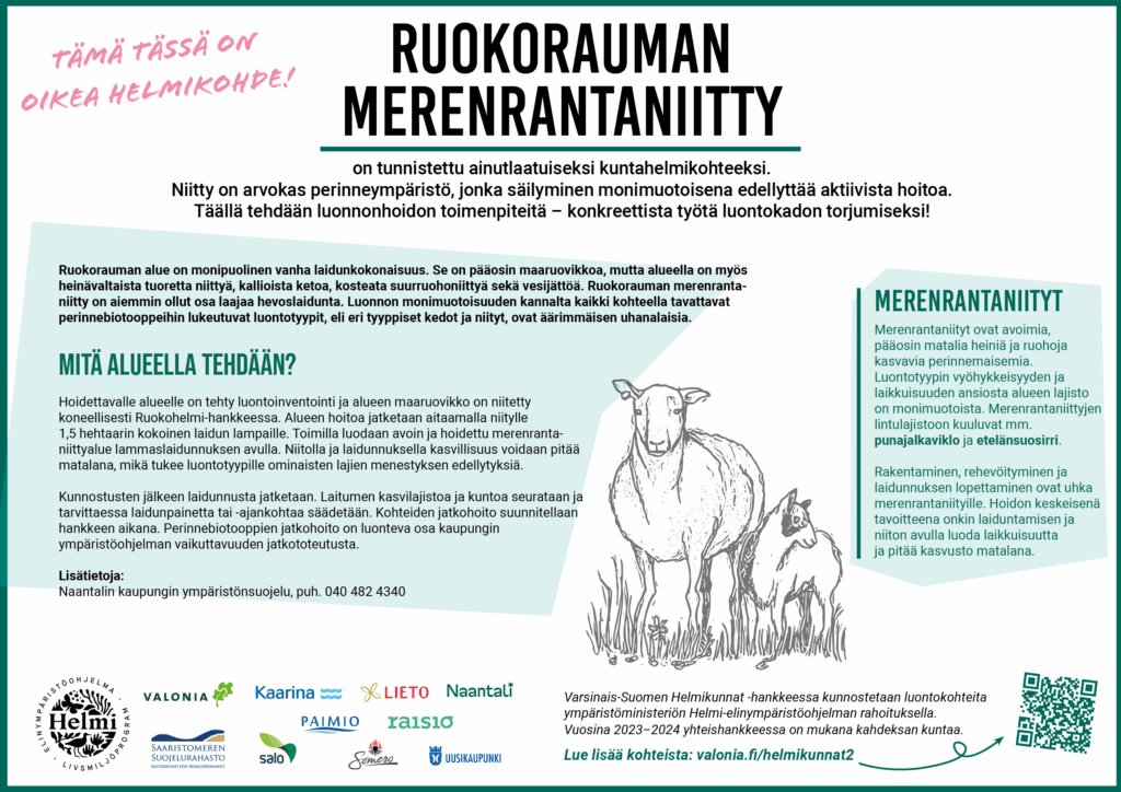 Infokyltti, jossa on piirroskuva kahdesta lampasta ja logot: Valonia, Saaristomeren suojelurahasto, Kaarina, Salo, Lieto, Paimio, Naantali, Raisio, Somero ja Uusikaupunki. Tekstissä kerrotaan Ruokorauman merenrantaniityistä, jotka muodostavat monipuolisen vanhan laidunkokonaisuuden. Alue on pääasiassa maaruovikkoa, mutta siellä on myös heinää, kallioista ketoa, kosteaa suurruohoniittyä ja vesijättöä. Ruokorauman merenrantaniitty on aikaisemmin ollut osa laajaa hevoslaidunta. Alueella tavattavat perinnebiotoopit, kuten kedot ja niityt, ovat erittäin uhanalaisia luonnon monimuotoisuuden kannalta. Hoidettavalle alueelle on tehty luontoinventointi, ja maaruovikko on niitetty koneellisesti Ruokohelmi-hankkeessa. Alueen hoitoa jatketaan aitaamalla 1,5 hehtaarin kokoinen laidun lampaille. Laidunnus auttaa pitämään kasvillisuuden matalana, mikä tukee luontotyypille ominaisten lajien menestystä. Kunnostusten jälkeen laidunnusta jatketaan, ja laitumen kasvilajistoa ja kuntoa seurataan. Laidunpainetta tai -ajankohtaa säädetään tarvittaessa, ja kohteiden jatkohoito suunnitellaan hankkeen aikana. Lisäksi kerrotaan, että merenrantaniityt ovat avoimia, pääasiassa matalia heiniä ja ruohoja kasvavia perinnemaisemia, joiden lajisto on monimuotoista. Merenrantaniittyjen lintulajistoon kuuluu esimerkiksi punajalkaviklo ja etelänsuosirri. Rakentaminen, rehevöityminen ja laidunnuksen lopettaminen uhkaavat merenrantaniittyjä, ja hoidon keskeisenä tavoitteena on laiduntamisen ja niiton avulla luoda laikkuisuutta ja pitää kasvusto matalana.