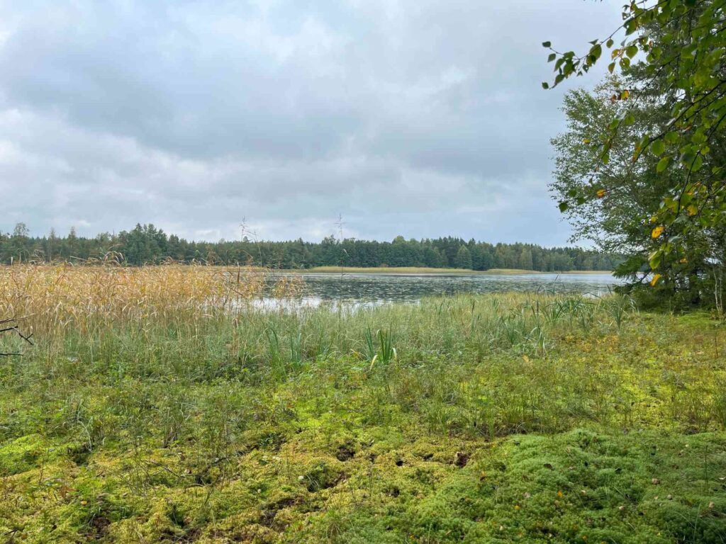 Etualalla rantakasvillisuutta, edessä siintää järvi, takana metsää.