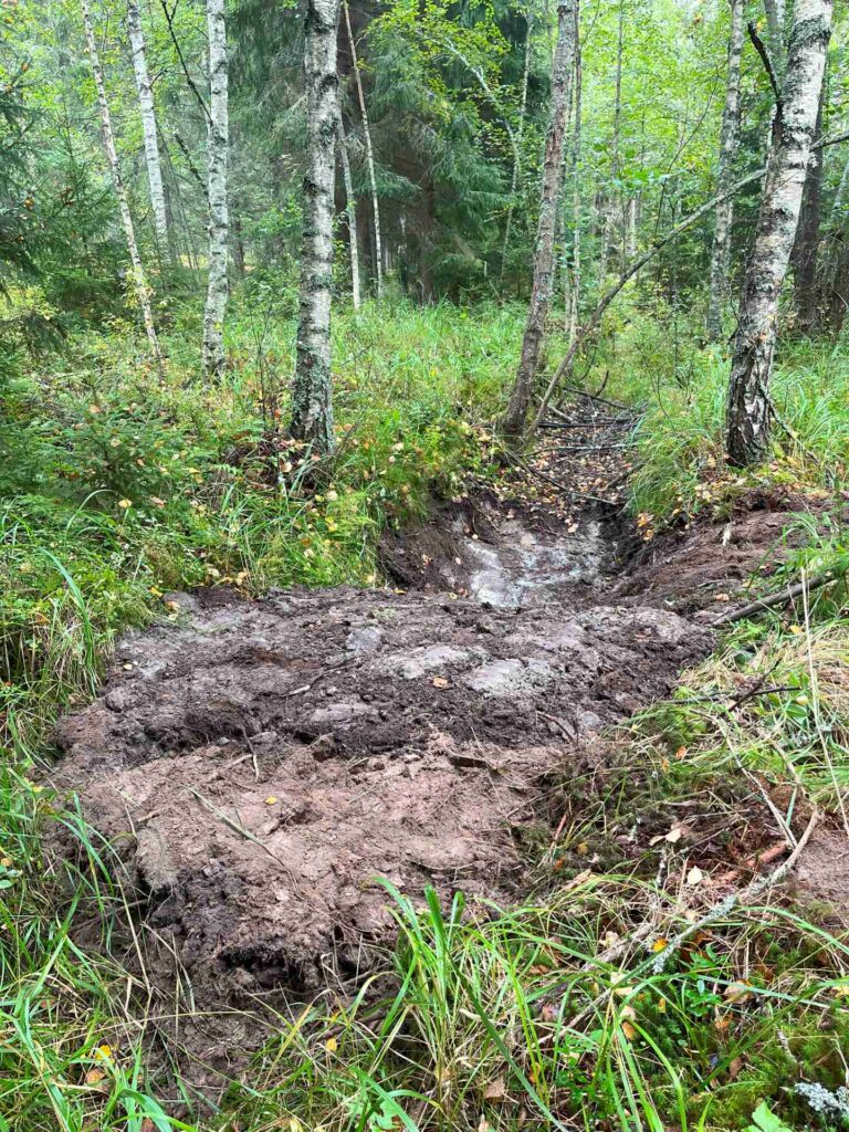 Maakasa matalan metsäojan päällä. Taustalla metsää.