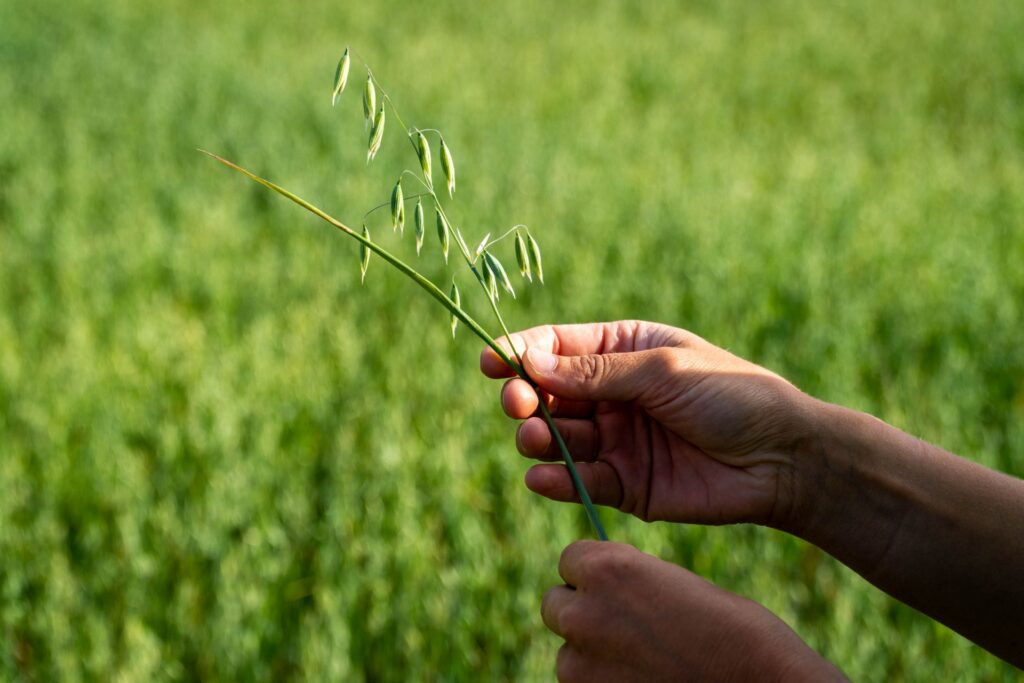 Pelto, kädet jotka pitelevät tähkää