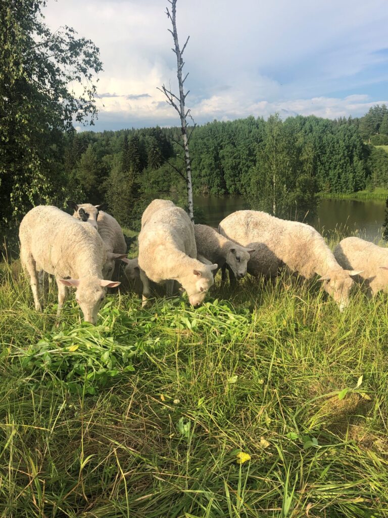 Valkoisia lampaita laitumella syömässä.