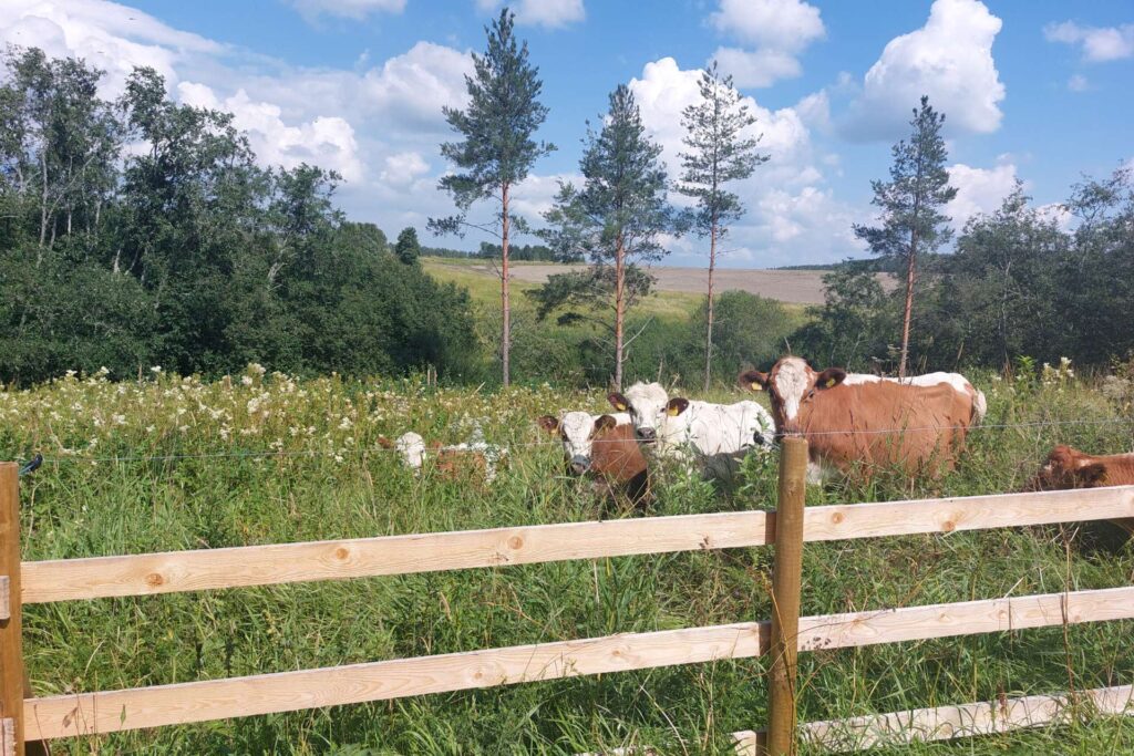 laidunaita ja sen takana lehmiä