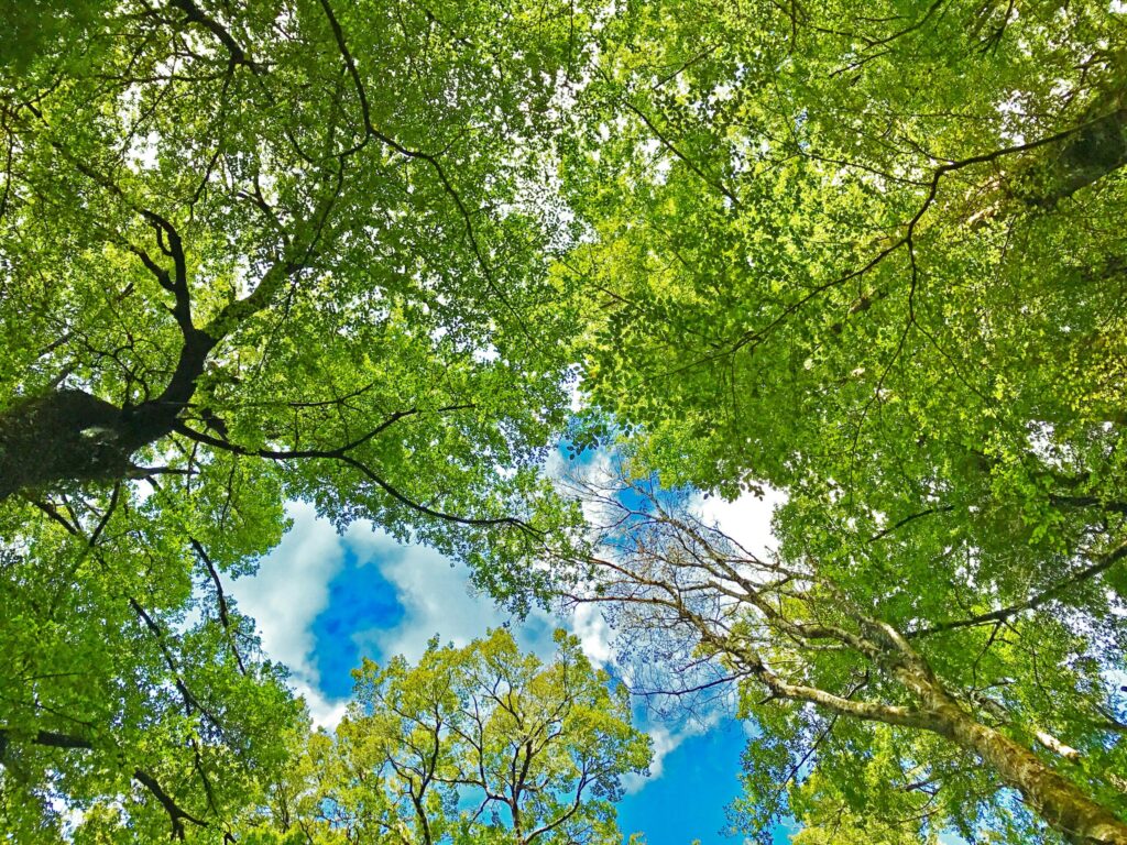 puun latvustoa maasta päin kuvattuna, taivasta