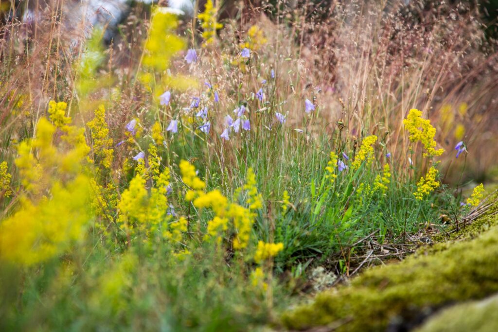 lähikuvassa kukkasia
