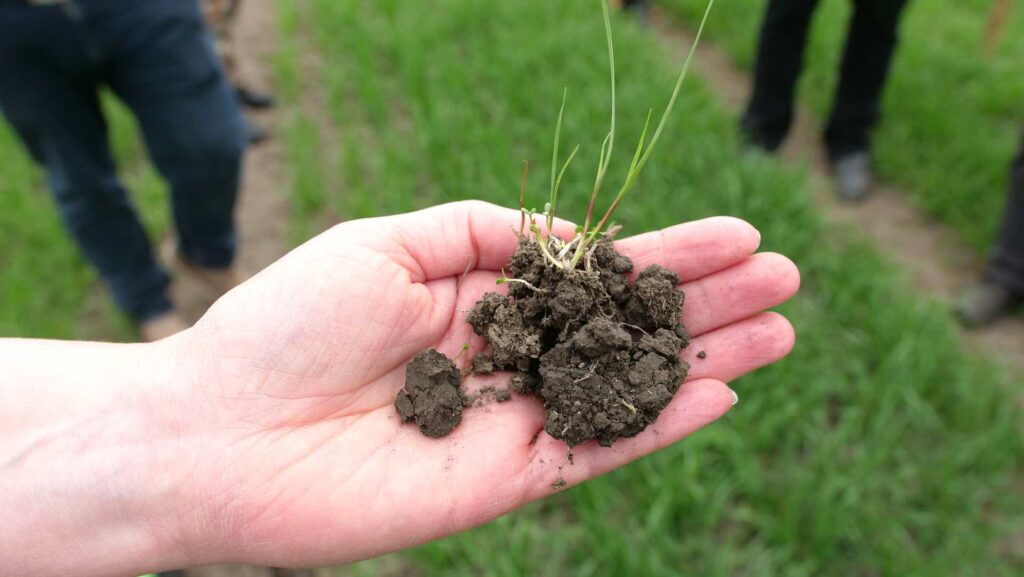 käsi jossa multaa ja pieniä kasveja