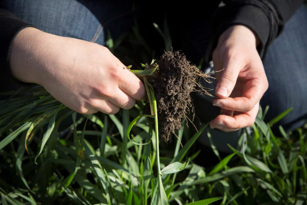 Henkilön kädet tutkimassa syyrukiin juuristoa pellolla.