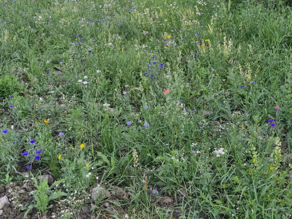 Kuvassa kotoperäisiä niittykasveja Mauste-Sallisen tontilla.