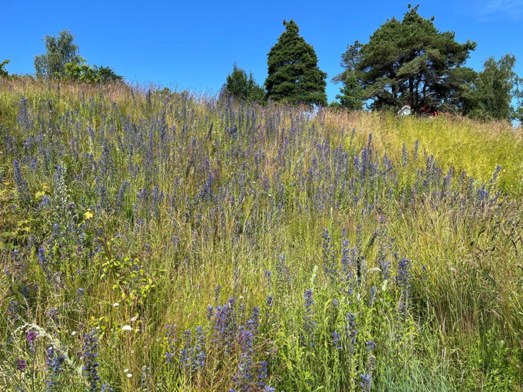 Ylämäkeen avautuva keto, jossa paljon sinikukkaista ketokasvia. Takana puita.