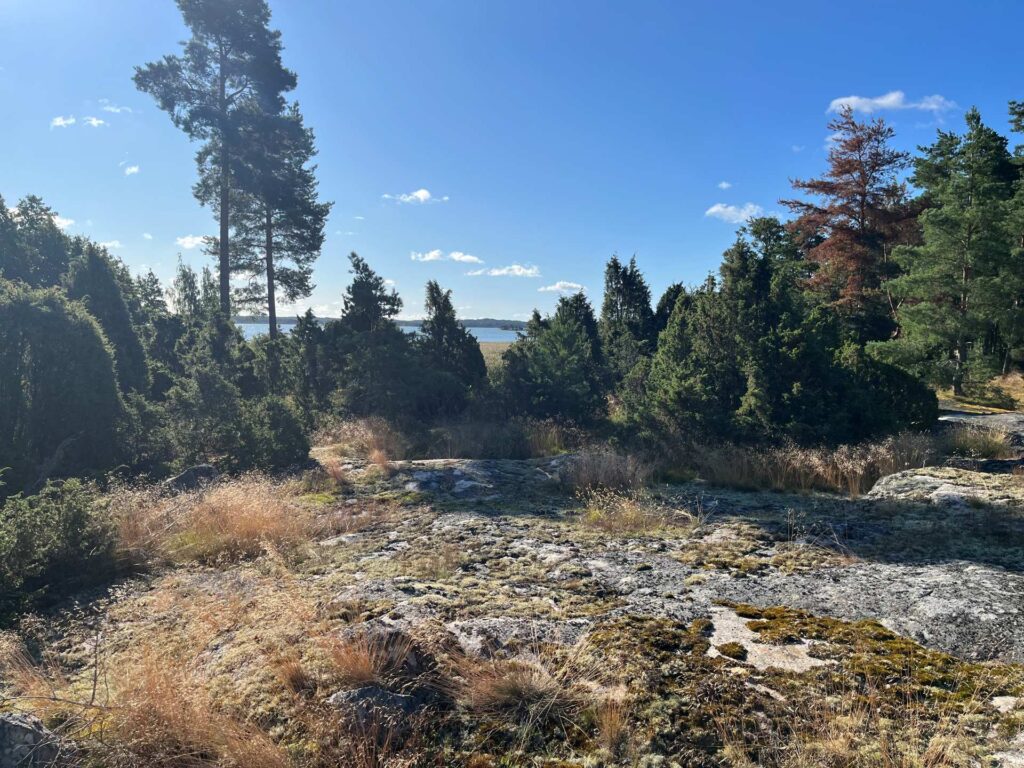 Etualalla kalliota, jonka jälkeen runsas katajarivistö. Takana siintää Itämeri.