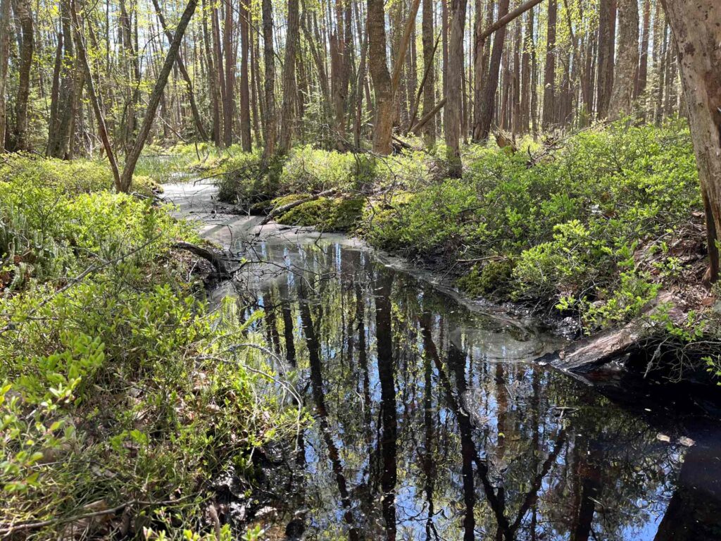 Keskellä kuva tummavesinen puro, reunoilla varpukasveja. Runsaasti puustoa taustalla.